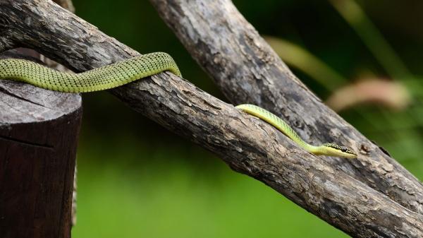 Parece ciencia ficción pero es real: estas serpientes “vuelan” sin tener alas (y así lo hacen) - No todas pueden hacerlo: estas son las serpientes que “vuelan”