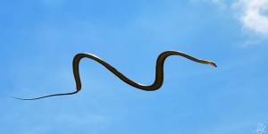 Parece ciencia ficción pero es real: estas serpientes “vuelan” sin tener alas (y así lo hacen)