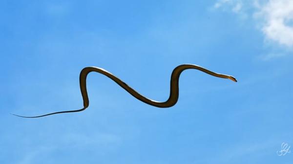 Parece ciencia ficción pero es real: estas serpientes “vuelan” sin tener alas (y así lo hacen)