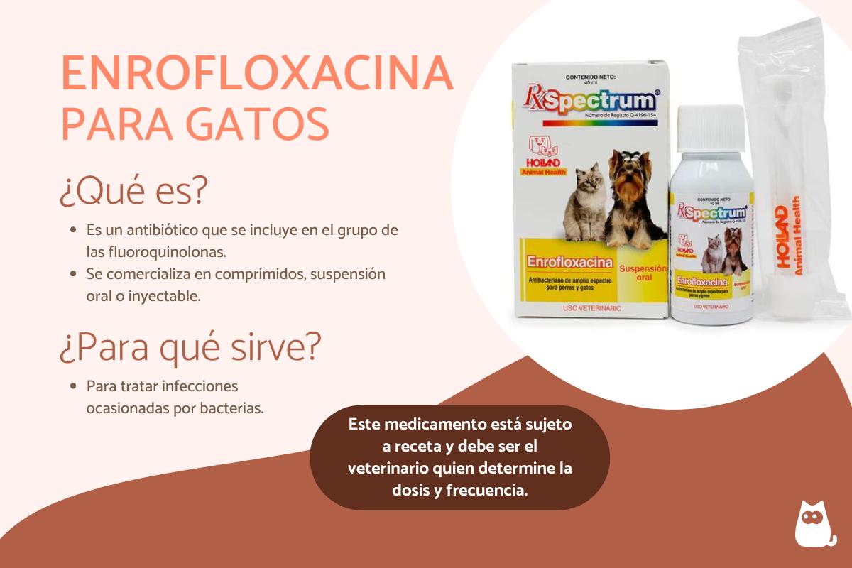 Enrofloxacina para gatos - Dosis, usos y efectos secundarios