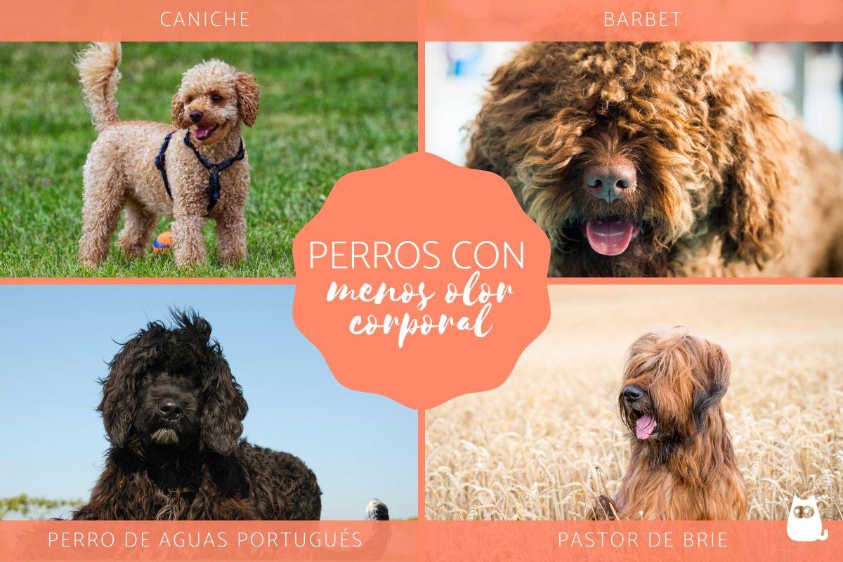 Razas de perros que no huelen