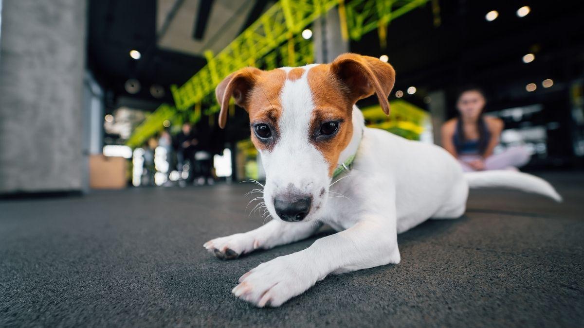 Del parque al gimnasio: crece la tendencia pet friendly en España y cada vez más negocios permiten llevar a tu perro contigo