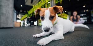 Del parque al gimnasio: crece la tendencia pet friendly en España y cada vez más negocios permiten llevar a tu perro contigo