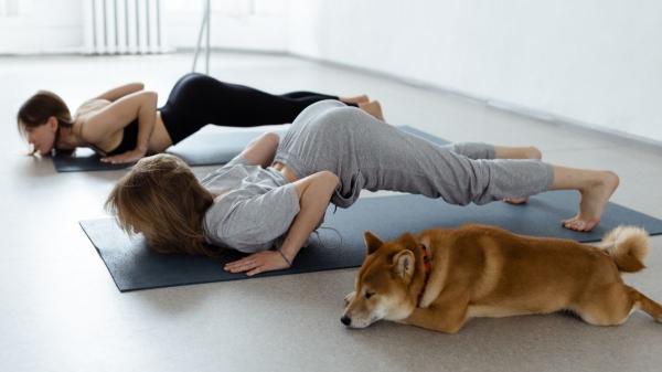 Del parque al gimnasio: crece la tendencia pet friendly en España y cada vez más negocios permiten llevar a tu perro contigo - Gimnasios, talleres y cafeterías: los nuevos lugares a los que ir con tu perro