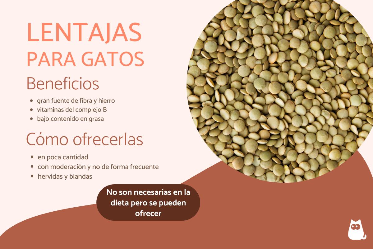 ¿Los gatos pueden comer lentejas?