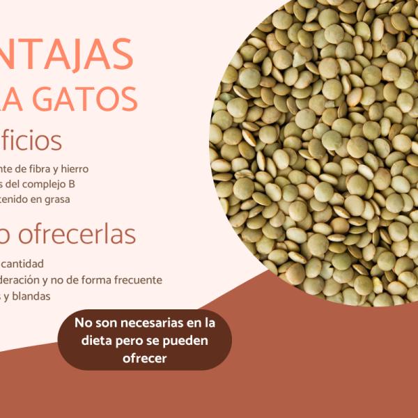 están bien las lentejas para los perros