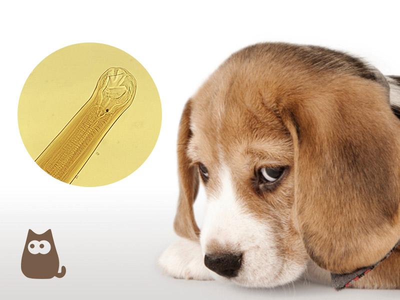 qué debo hacer si mi cachorro tiene gusanos