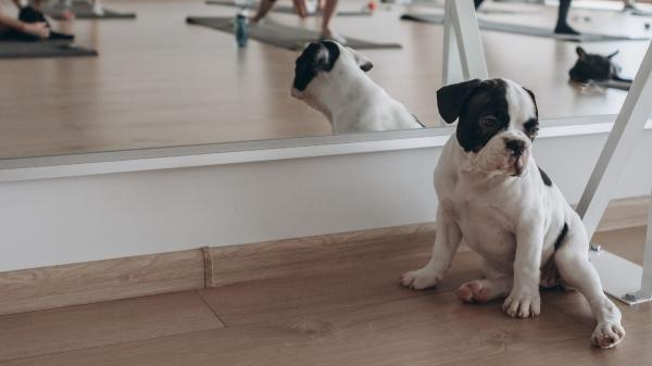Del parque al gimnasio: crece la tendencia pet friendly en España y cada vez más negocios permiten llevar a tu perro contigo - Tu perro ya no tiene que esperarte solo en casa