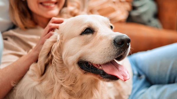 Los perros y los humanos compartimos genes ligados a las emociones, según un estudio genético en golden retrievers - Los genes que conectan a perros y humanos: el hallazgo más impactante de este estudio del ADN