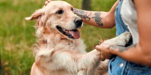 Los perros y los humanos compartimos genes ligados a las emociones, según un estudio genético en golden retrievers