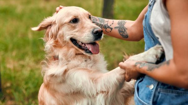 Los perros y los humanos compartimos genes ligados a las emociones, según un estudio genético en golden retrievers
