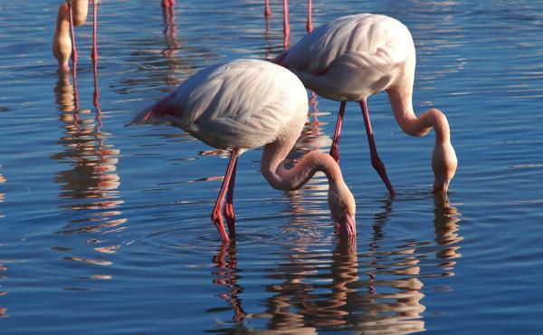 14 Animales con plumas Lista con nombres y curiosidades