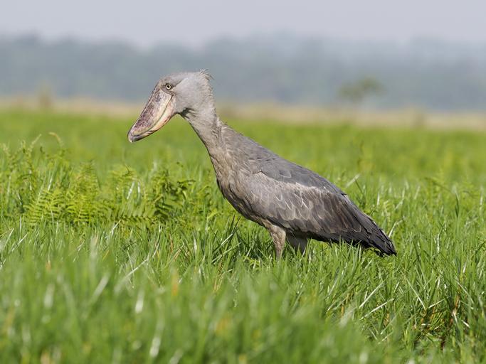 14 Animales con plumas Lista con nombres y curiosidades