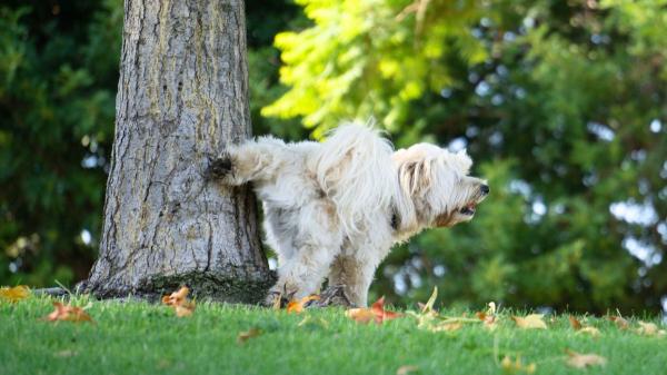 Multas de hasta 500 euros por no limpiar el pis de tu perro: la polémica nueva medida en Italia que ya se aplica en ciudades españolas - El problema urbano que está llevando a más multas para los dueños de perros