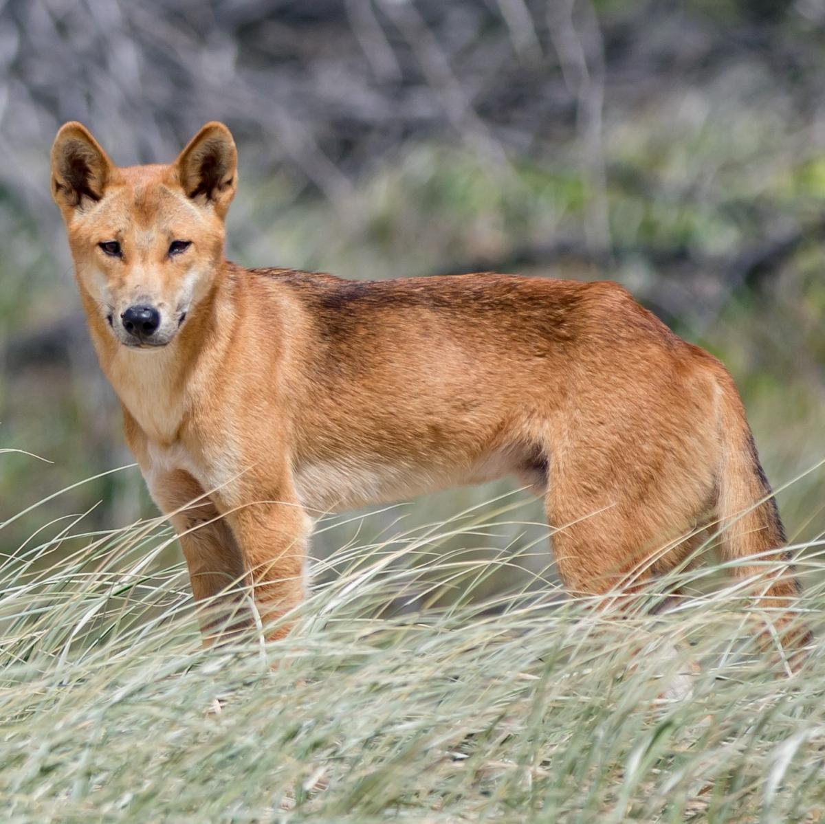 ¿Es posible tener un dingo como mascota?