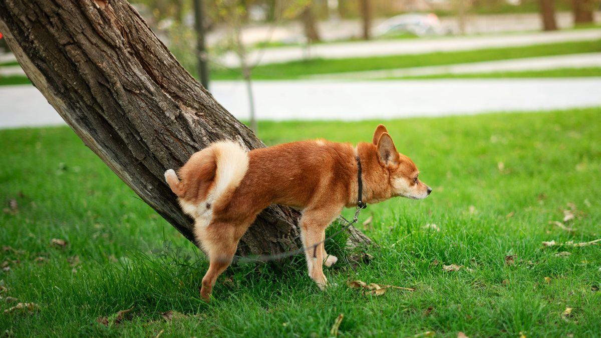 Multas de hasta 500 euros por no limpiar el pis de tu perro: la polémica nueva medida en Italia que ya se aplica en ciudades españolas