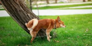 Multas de hasta 500 euros por no limpiar el pis de tu perro: la polémica nueva medida en Italia que ya se aplica en ciudades españolas