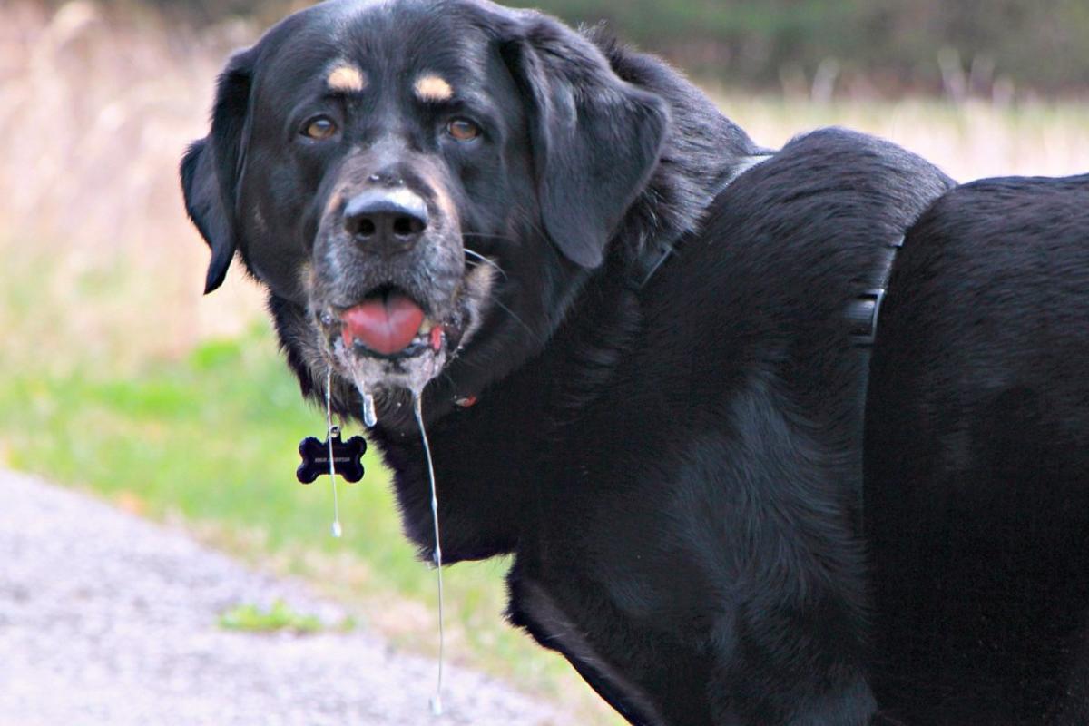 ¿Por qué mi perro babea mucho?