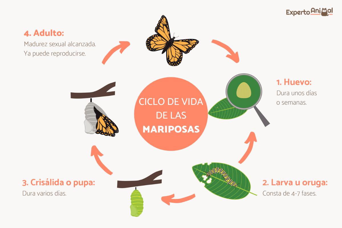 Ciclo de vida de las mariposas