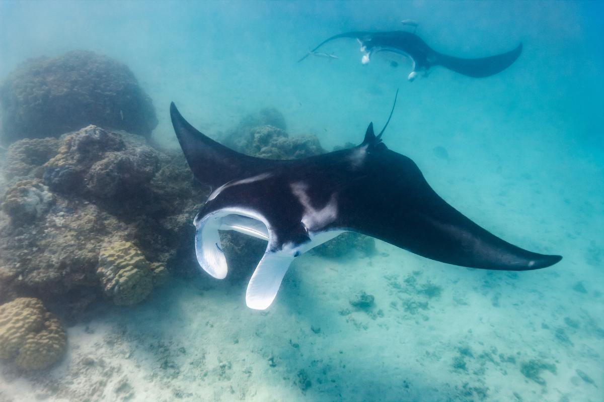 ¿Cómo nacen las mantarrayas?
