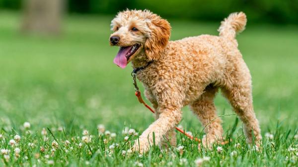 El asfalto caliente puede quemar las patas de tu perro: la regla de los 5 segundos que debes conocer antes de pasear - Cómo pasear a tu perro en verano sin riesgo de quemaduras