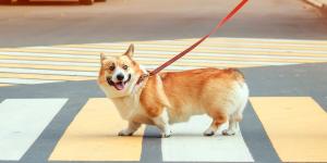 El asfalto caliente puede quemar las patas de tu perro: la regla de los 5 segundos que debes conocer antes de pasear