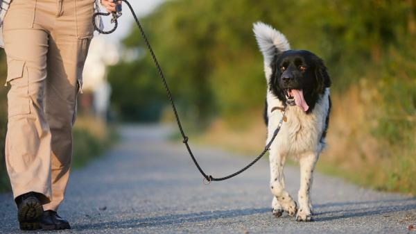 El asfalto caliente puede quemar las patas de tu perro: la regla de los 5 segundos que debes conocer antes de pasear - El riesgo que no ves en verano: el asfalto puede quemar las almohadillas de tu perro