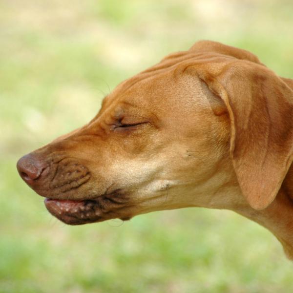 cómo puedo hacer que mis perros respiren mejor