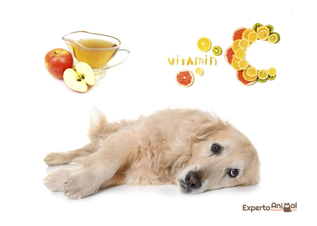 Remedios caseros para un perro que orina sangre