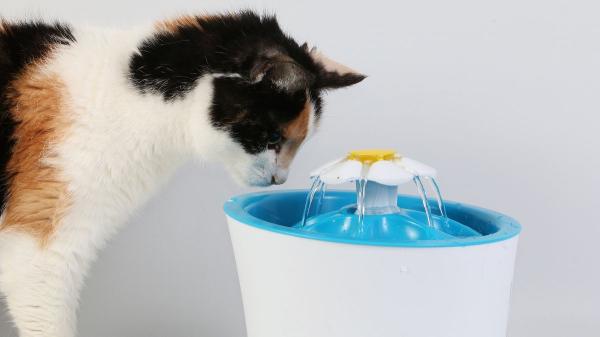 Muchos no lo saben: aumentar la comida húmeda en verano ayuda a evitar la deshidratación en gatos - Cómo aumentar la hidratación de tu gato: trucos muy efectivos 