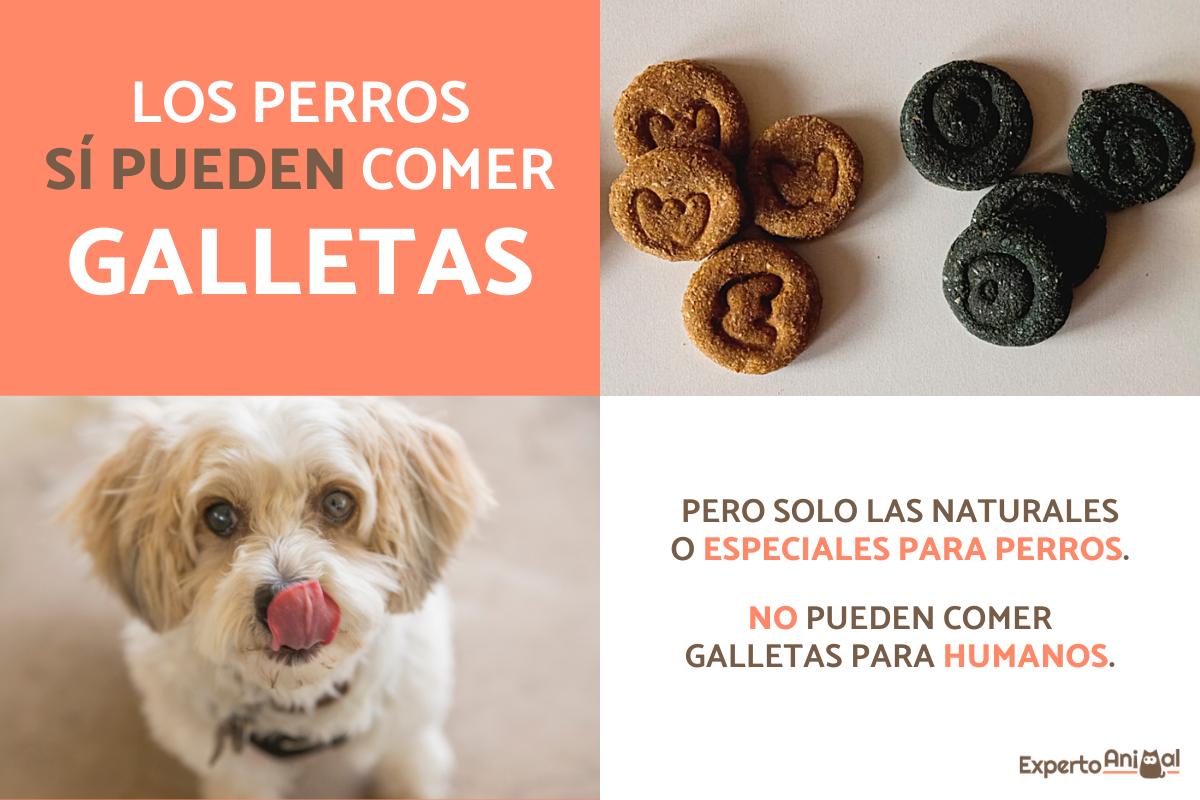 ¿Los perros pueden comer galletas?