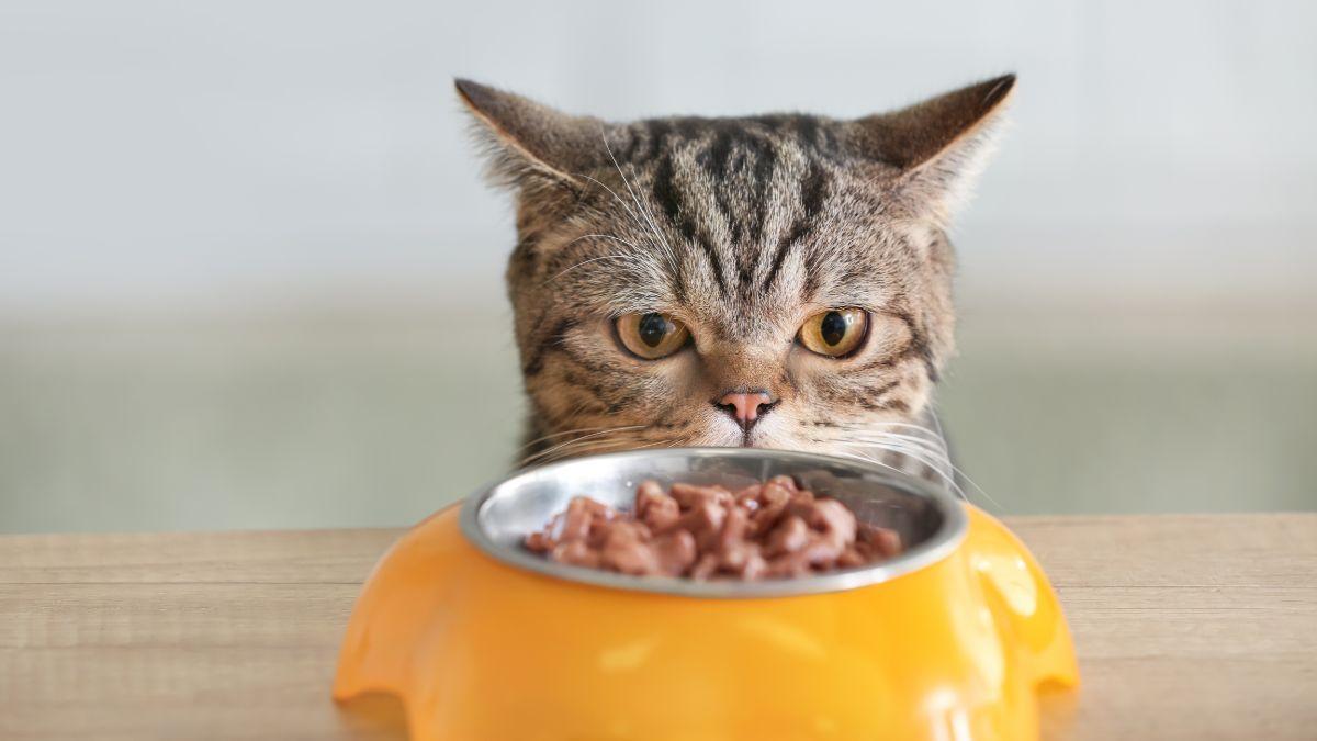 Muchos no lo saben: aumentar la comida húmeda en verano ayuda a evitar la deshidratación en gatos
