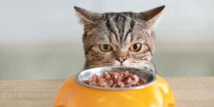 Muchos no lo saben: aumentar la comida húmeda en verano ayuda a evitar la deshidratación en gatos