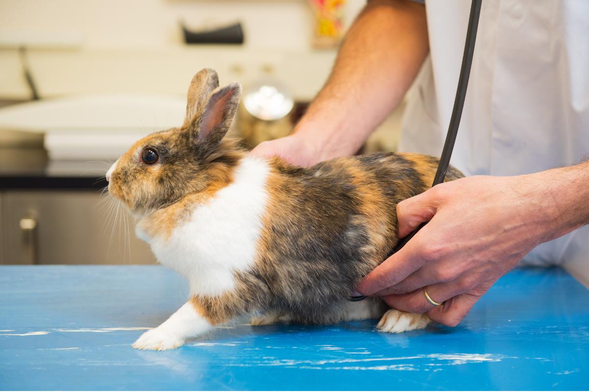 ¿Qué estudiar para trabajar con animales exóticos?