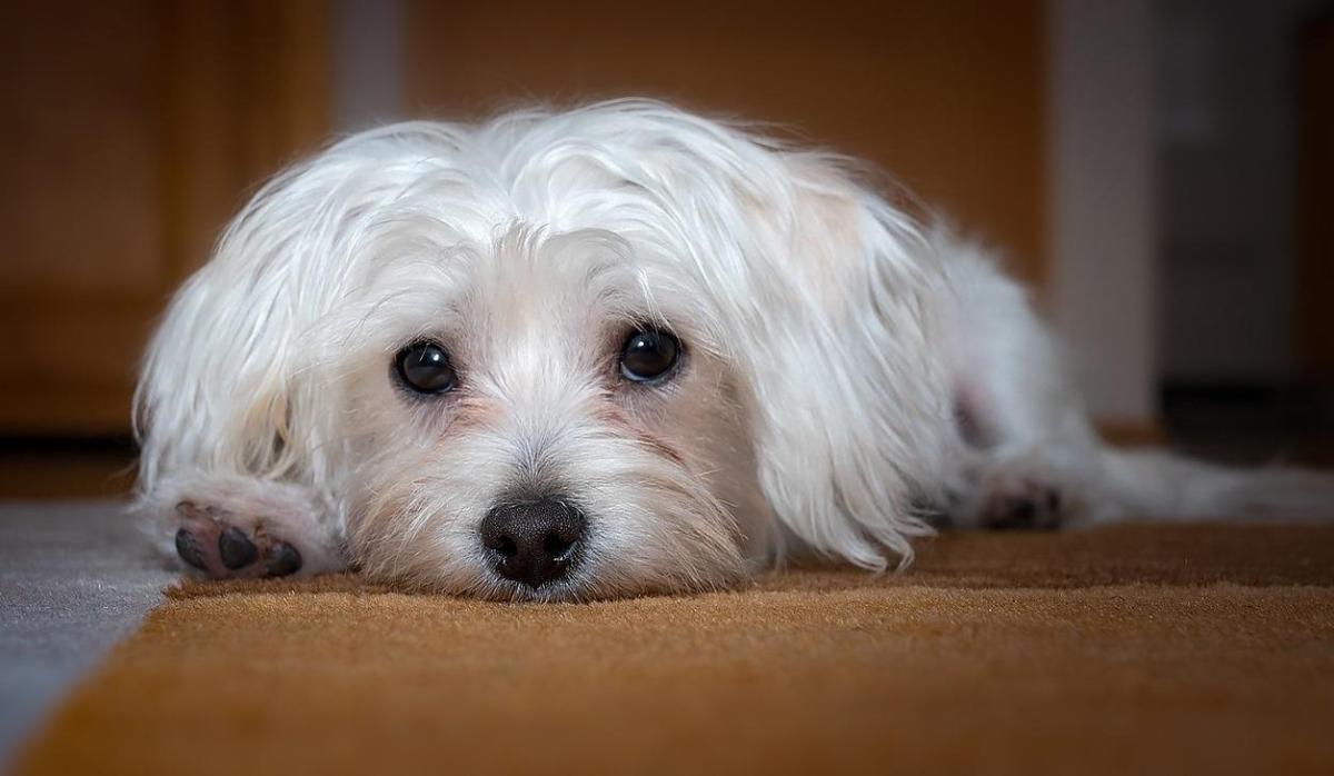 Síndrome de Shaker en perros - Síntomas y tratamiento