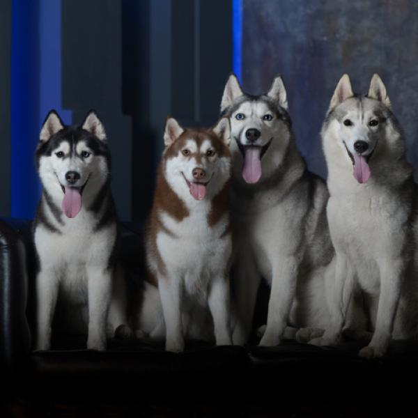 como saber si tu husky es un lobo