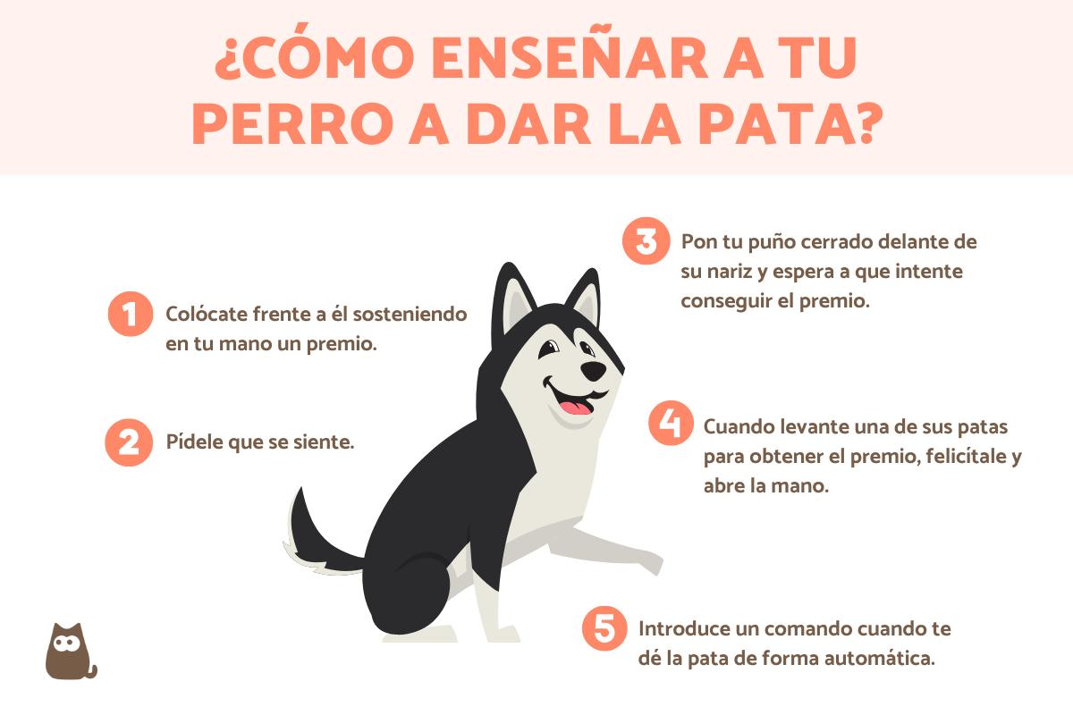 ¿Cómo enseñar a un perro a dar la pata?