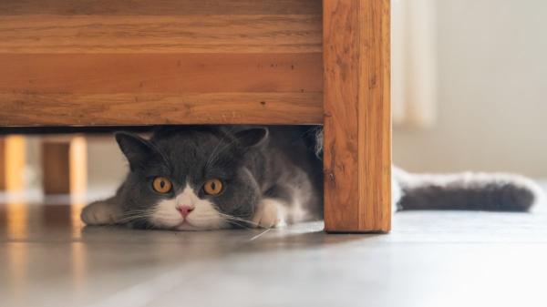 Los veterinarios lo aclaran: si tu gato pasa mucho tiempo bajo la cama, podría estar buscando calma, protección y seguridad - Cuándo preocuparse si tu gato se esconde debajo de la cama: las señales que debes vigilar