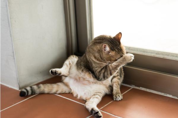 Mi gato no me deja dormir porque rasca la puerta: causas y qué hacer - Demencia senil