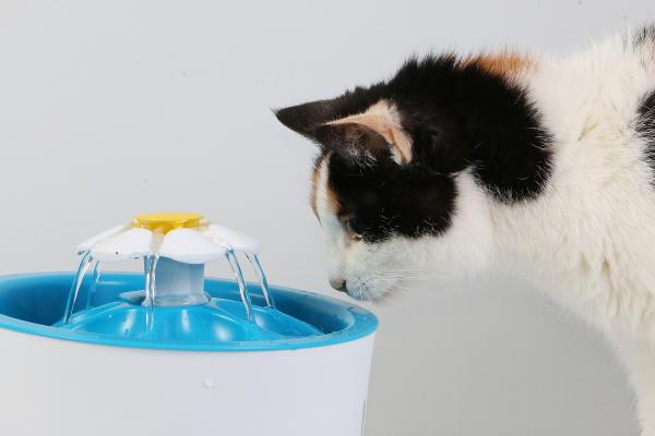 Mi gato no me deja dormir porque rasca la puerta: causas y qué hacer - Hambre o sed