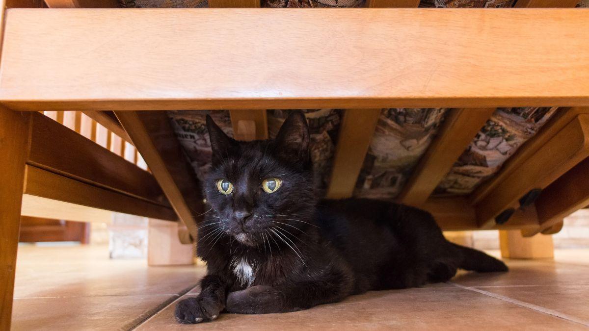 Los veterinarios lo aclaran: si tu gato pasa mucho tiempo bajo la cama, podría estar buscando calma, protección y seguridad