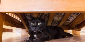 Los veterinarios lo aclaran: si tu gato pasa mucho tiempo bajo la cama, podría estar buscando calma, protección y seguridad