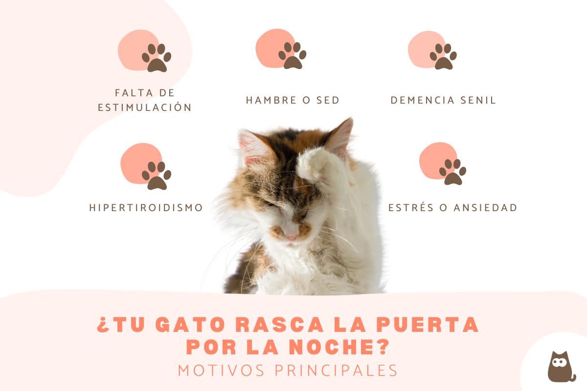Mi gato no me deja dormir porque rasca la puerta: causas y qué hacer