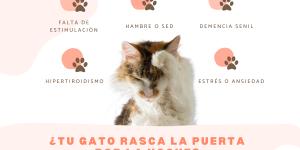 Mi gato no me deja dormir porque rasca la puerta: causas y qué hacer