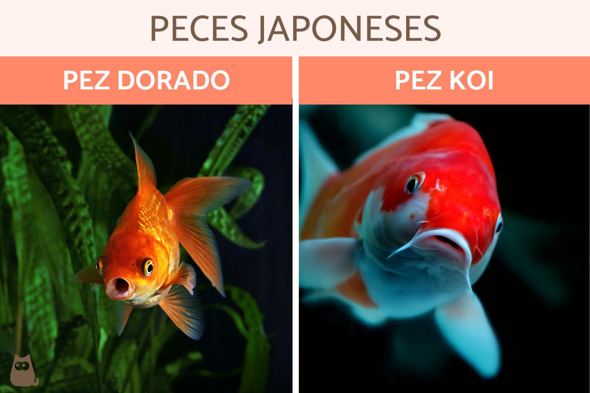 Peces japoneses - Tipos y características