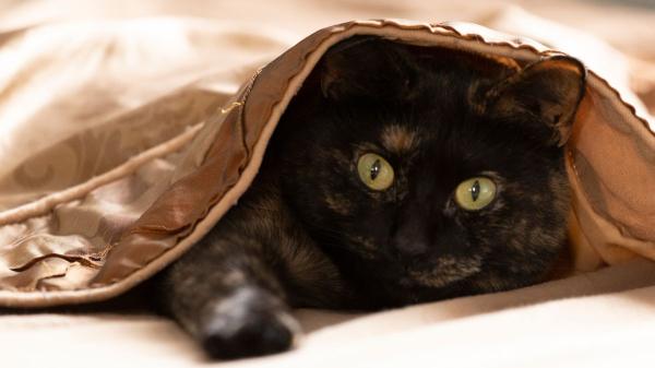 Los veterinarios lo aclaran: si tu gato pasa mucho tiempo bajo la cama, podría estar buscando calma, protección y seguridad - Tormentas, visitas o mudanzas: por qué tu gato puede esconderse bajo la cama sin que sea grave