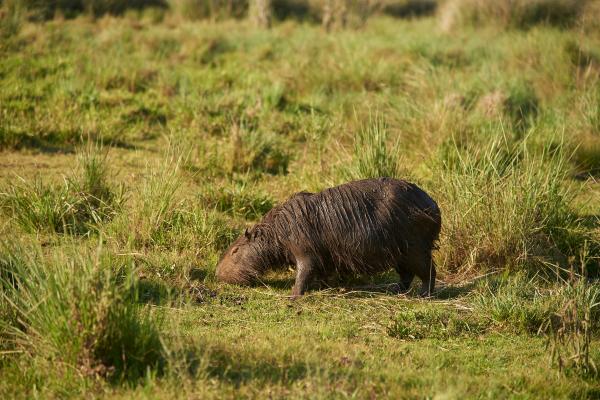 ¿Dónde viven los capibaras? - ¿Cómo se adaptan los capibaras a su entorno?