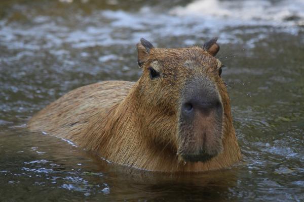 ¿Dónde viven los capibaras? - ¿Cuál es el hábitat del capibara?