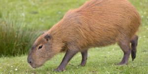 ¿Dónde viven los capibaras?