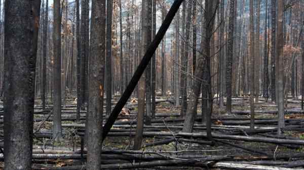“Muchos animales consiguen escapar del fuego, pero el peligro no termina ahí”: así cambia su vida cuando se apagan las llamas - El incendio termina, pero el peligro para los animales acaba de empezar